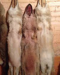 How about a bobcat fur? Skye Goode Turn A 10 Coyote Into A 100 Coyote