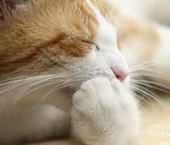Why Does My Cat Lick Her Wounds