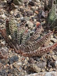 Image result for Coleus cylindraceus