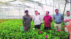Farmers In Parched Village Switch From Sugarcane To Gerbera Flowers India News The Indian Express
