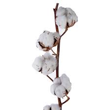 Image result for Gossypium