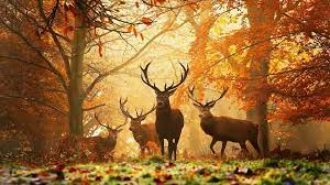 Cave digital wallpaper, fantasy art, mist, warrior, loneliness. 31 1920x1080 Hd Autumn Wallpapers On Wallpapersafari