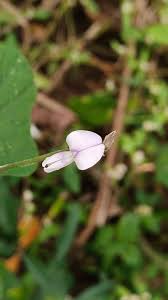 Image result for Neustanthus phaseoloides