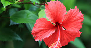 Start garten pflanzen hibiskus im garten anleitung und infos zur pflanzzeit. Hibiskus Eibisch Pflanzen Pflegen Und Tipps Mein Schoner Garten