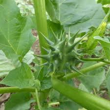 Image result for Datura ferox