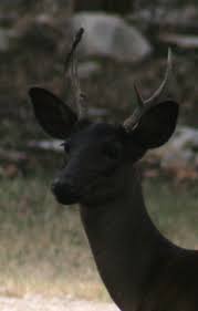 An Entry From Ghoul School Black Deer Melanistic Animals Albino Animals