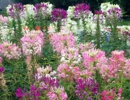 Pin On How My Garden Grows