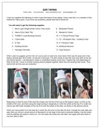 How long did you try tapping? American Boxer Club Boxer Ears