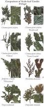 Image result for cuttings thujas