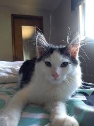 My friend's cat King aka Luci for Lucifer