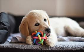 Once active labor begins and the first puppy is delivered, you can expect a delivery every 45 to 60 minutes. Teeth Teething And Chewing In Puppies Vca Animal Hospital