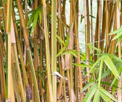 Image result for Oxytenanthera abyssinica