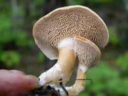 Image result for Dentinum repandum