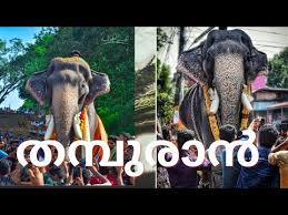 This page is for all elephant lovers. Tribute To Mangalamkunnu Karnan Elephant à´® à´—à´² à´• à´¨ à´¨ à´•àµ¼à´£àµ» Youtube