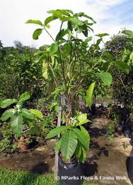 Image result for Tabernaemontana crassa