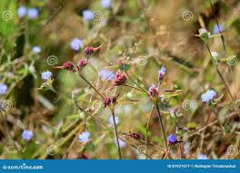 Image result for Cyanotis lanata