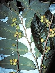 Image result for Margaritaria