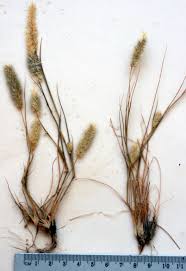 Image result for Enneapogon desvauxii