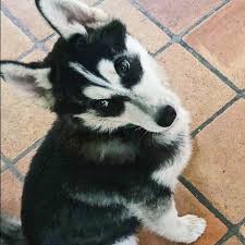 Oui Je Sais Que Je Suis La Plus Belle Chien Dog Dogsofinstagram Husky Huskysiberian In 2020 Husky Animals Dogs