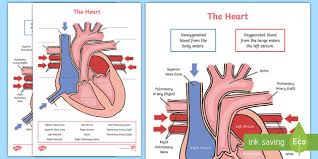 Blood vessels flow blood throughout the body. Simple Heart Diagram Labeling Activity Teacher Made