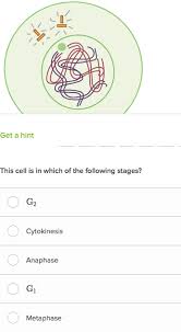 Help your students master the most. Mitosis Questions Practice Cell Division Khan Academy