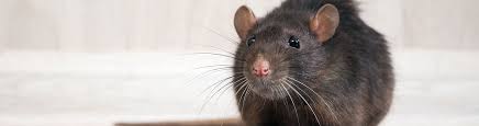 Depending on the severity of the infestation, you may choose to use multiple diy rodent control methods or just one to rid your home of these unwanted pests. West Palm Beach Delray Beach Boca Raton Rodent Control Hometown