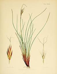 Image result for Schoenus