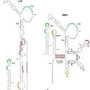 PDF) In vivo SELEX of single-stranded domains in the HIV-1 leader RNA