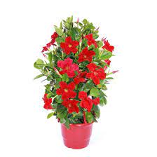 Check spelling or type a new query. Dipladenia Plant Send And Deliver Flowering Plants To Ireland