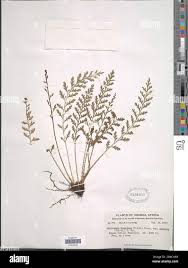 Image result for Asplenium theciferum