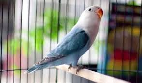 Harga Burung Lovebird Putih Pastel Terbaru 2018 Burung Warna Jenis