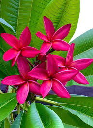 Image result for Plumeria rubra