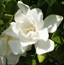 Or plant in small groups as a shrub border beside walkways and patios where its. Jubilation Gardenia Best Prices Buyevergreenshrubs Com