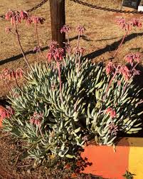 Image result for Cotyledon barbeyi