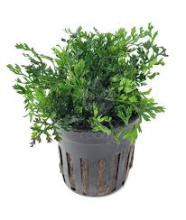 Image result for Bolbitis