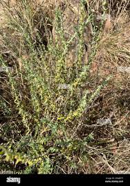 Image result for Pollichia campestris