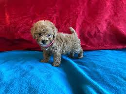 Cavapoo is a cross between the cavalier king charles spaniel and poodle dog breeds. Stunning F1 Cavapoo Puppies Available Quickmarket Free Classified Ads Buy Sell Local Deals