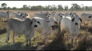 Genetically, brahman cattle are slow to puberty and very late maturing. Australian Brahman Congress 2016 Youtube
