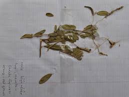 Image result for Cadaba farinosa