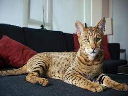 Look no further than the cheetoh. Pricey Leopard Like House Cat Offered As Designer Pet Citynews Toronto