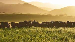 Animal agriculture is responsible for 18 percent of total greenhouse gas emissions— more than all of the exhaust from the entire transportation sector combined. A New Vision For Genomics In Animal Agriculture Science Research News Frontiers