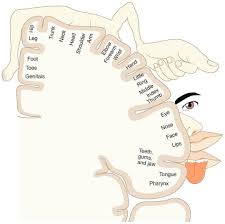 Medical Base On Instagram Functional Areas Of The Cerebral Cortex Cortical Homunculus A Cortical Homunculus Is A Cerebral Cortex Radiology Imaging Physics