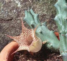 Image result for Huernia longituba