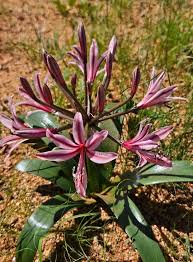 Image result for Crinum rautanenianum