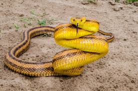 Black And Yellow Snake Texas Yellow Rat Snake Rat Snake Snake Corn Snake