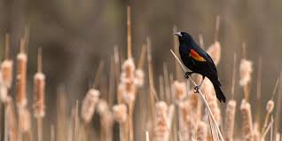 Black Bird With Red And Yellow Wing Tips Wildlife Wildlife Photography Tips Wildlife Photography Bird Photography