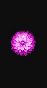 Apple Iphone 6 Lotus Iphone 5s Wallpaper Download Iphone Throughout Latest Apple Iphone 6 Flower Iphone Wallpaper Iphone 5s Wallpaper Iphone 6 Plus Wallpaper
