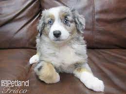 Miniature australian shepherd female, 3 weeks springfield, missouri. Miniature Australian Shepherd Dog Male Blue Merle 2639417 Petland Frisco Tx