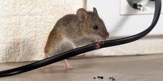 Termite Treatment