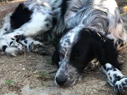 Melisa Senel On Twitter 1 Yasindan Kucuk Oldugunu Tahmin Ettigimiz Setter Cinsi Kopegi Sahiplendirmek Istiyoruz Silivri De Bulundu Cok Susamis Ve Yorulmustu Sokaga Terk Edildigini Dusunuyoruz Cok Iyi Huylu Ve Oyuncu Bir Kopek